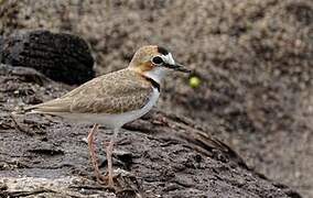 Collared Plover