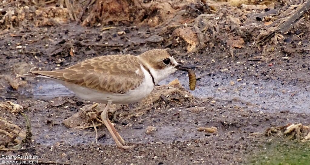 Collared Ploveradult, eats