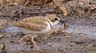 Collared Plover