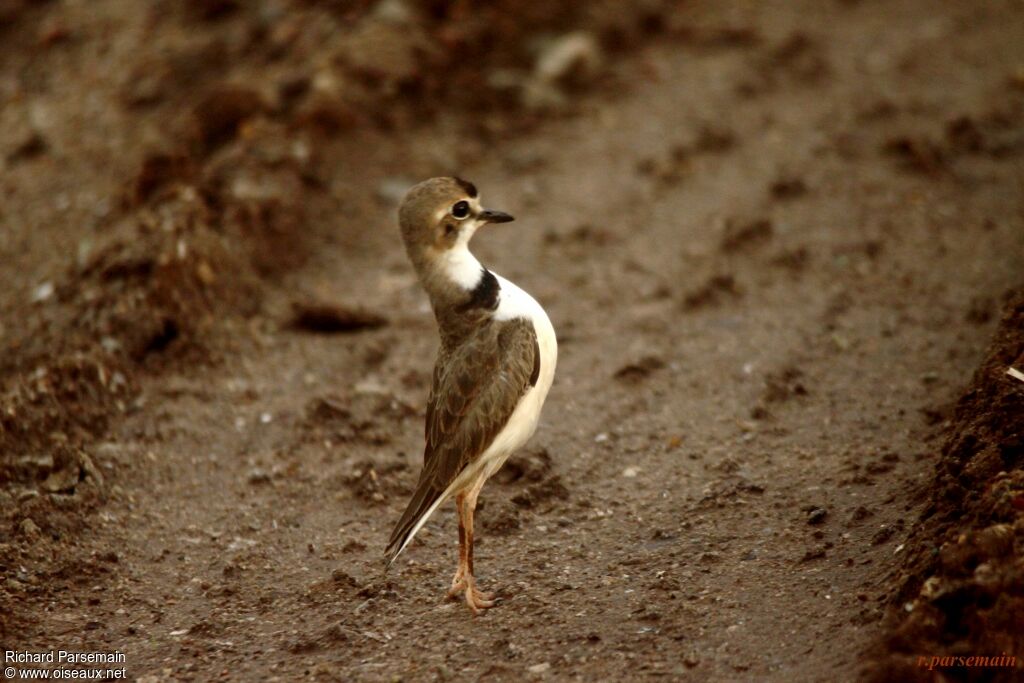 Collared Ploveradult