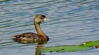 Pied-billed Grebe