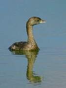 Pied-billed Grebe