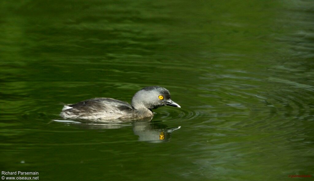 Least Grebeadult, swimming