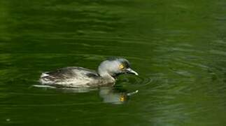 Least Grebe