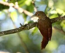 Cinnamon-throated Woodcreeper