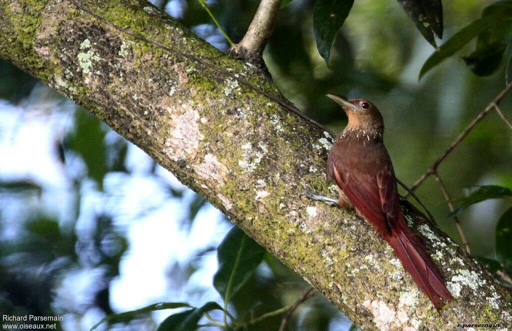 Cinnamon-throated Woodcreeperadult, habitat, pigmentation