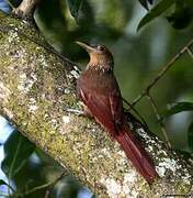 Cinnamon-throated Woodcreeper