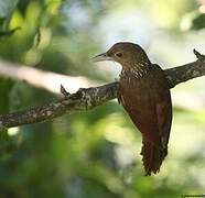 Cinnamon-throated Woodcreeper