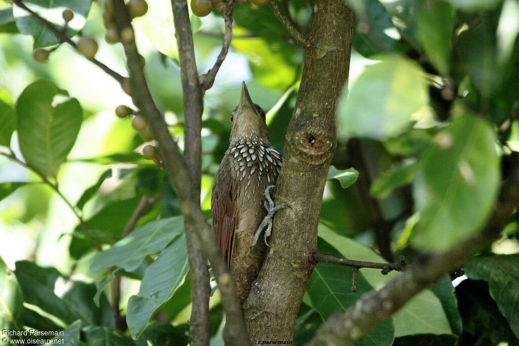 Cinnamon-throated Woodcreeperadult