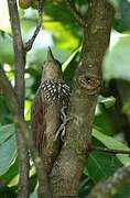 Cinnamon-throated Woodcreeper