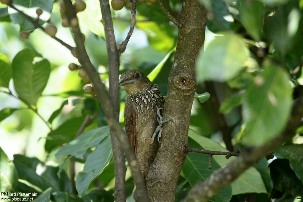 Cinnamon-throated Woodcreeperadult, close-up portrait