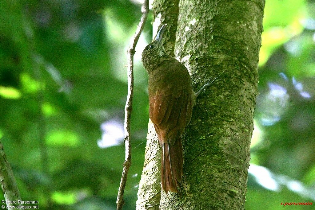 Amazonian Barred Woodcreeperadult