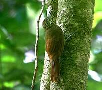 Amazonian Barred Woodcreeper