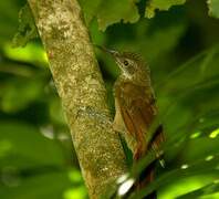 Amazonian Barred Woodcreeper