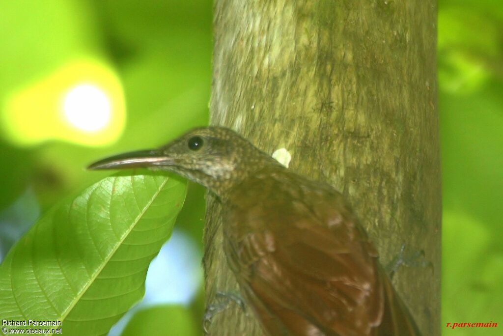 Amazonian Barred Woodcreeperadult