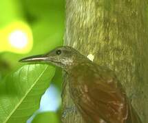 Amazonian Barred Woodcreeper