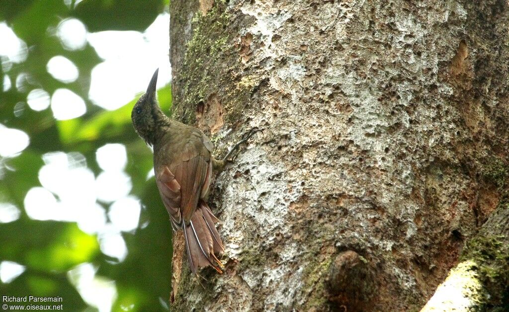 Amazonian Barred Woodcreeperadult