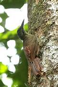 Amazonian Barred Woodcreeper