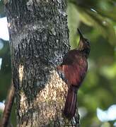 Amazonian Barred Woodcreeper