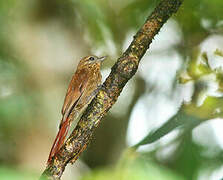 Wedge-billed Woodcreeper