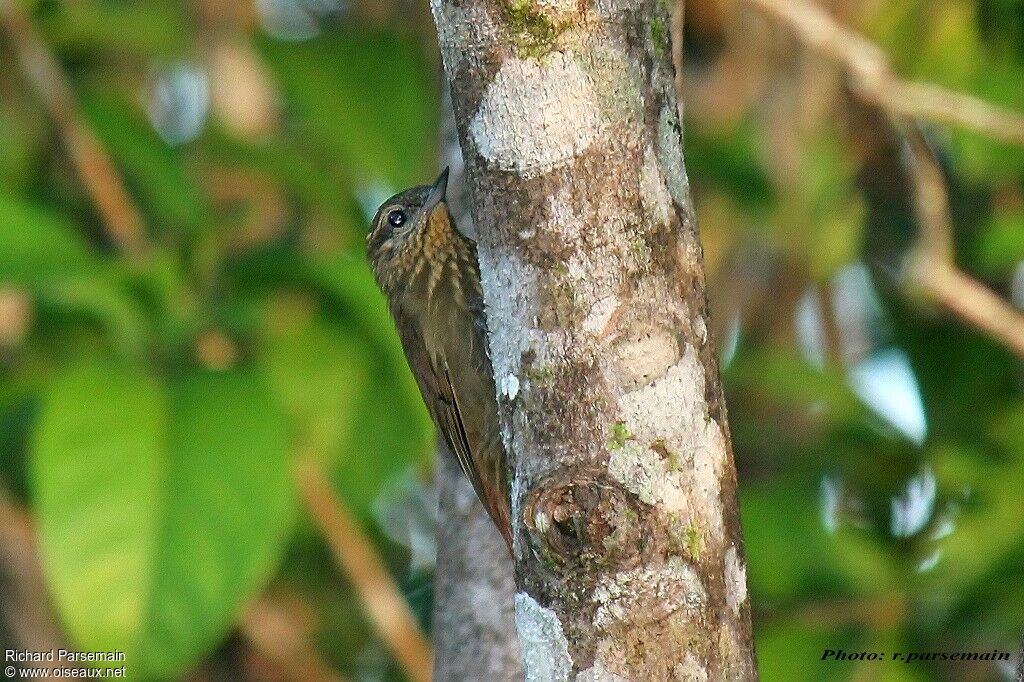 Wedge-billed Woodcreeperadult