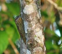 Wedge-billed Woodcreeper