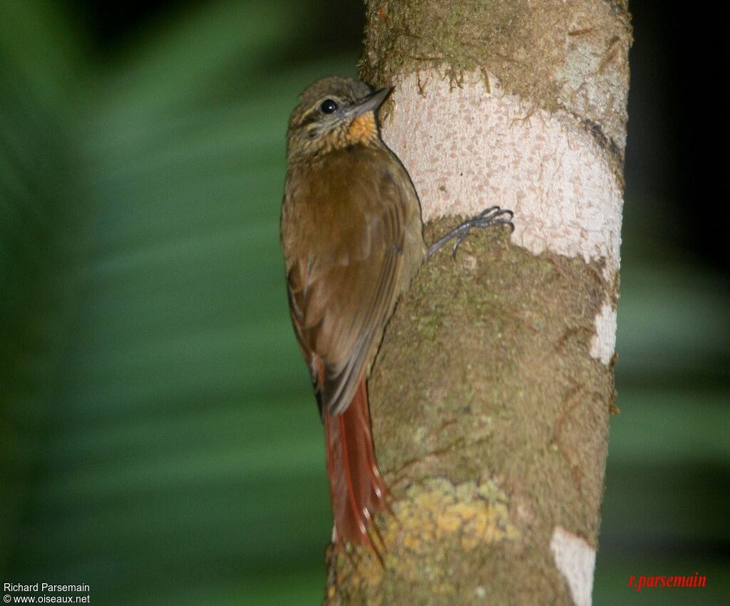 Wedge-billed Woodcreeperadult