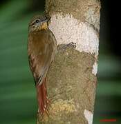 Wedge-billed Woodcreeper