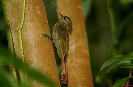 Wedge-billed Woodcreeper