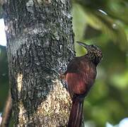 Buff-throated Woodcreeper