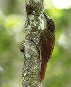 Buff-throated Woodcreeper