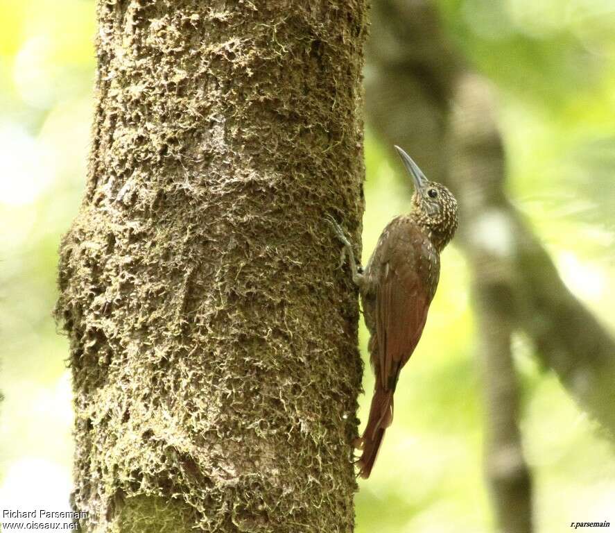 Grimpar des cabossesadulte, identification