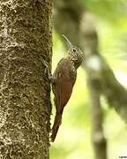 Buff-throated Woodcreeper