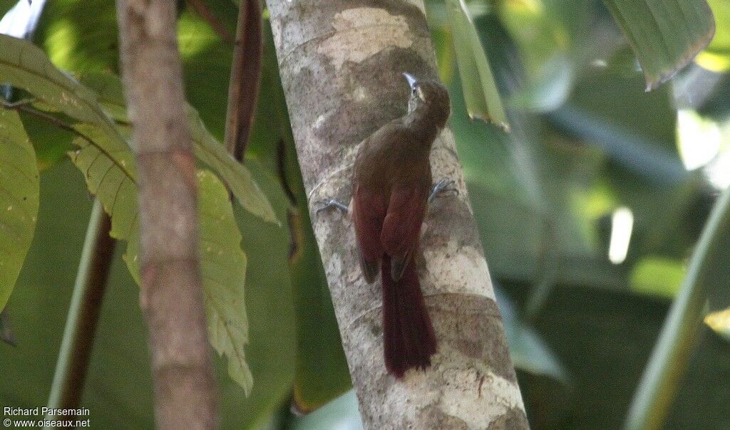 Plain-brown Woodcreeperadult