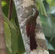 Plain-brown Woodcreeper