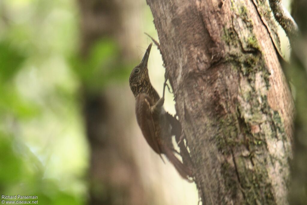 Chestnut-rumped Woodcreeper