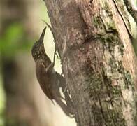 Chestnut-rumped Woodcreeper