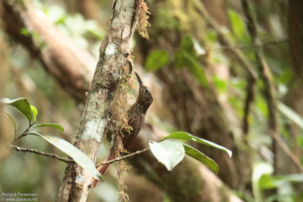 Chestnut-rumped Woodcreeper