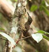 Chestnut-rumped Woodcreeper