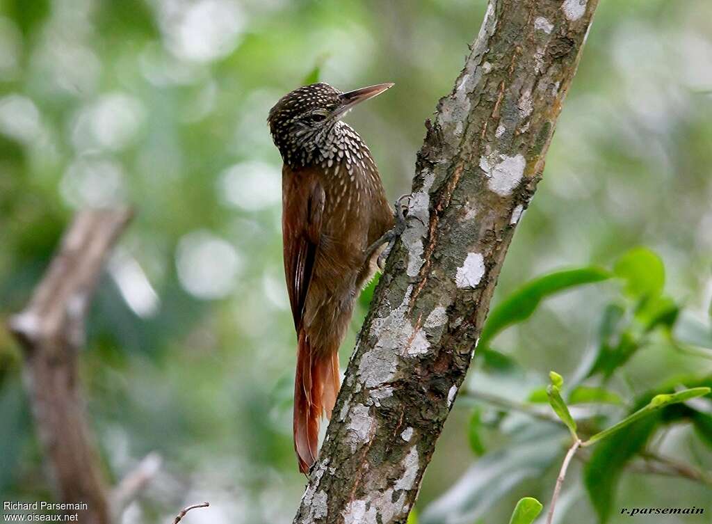 Grimpar talapiotadulte, identification