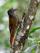 Straight-billed Woodcreeper