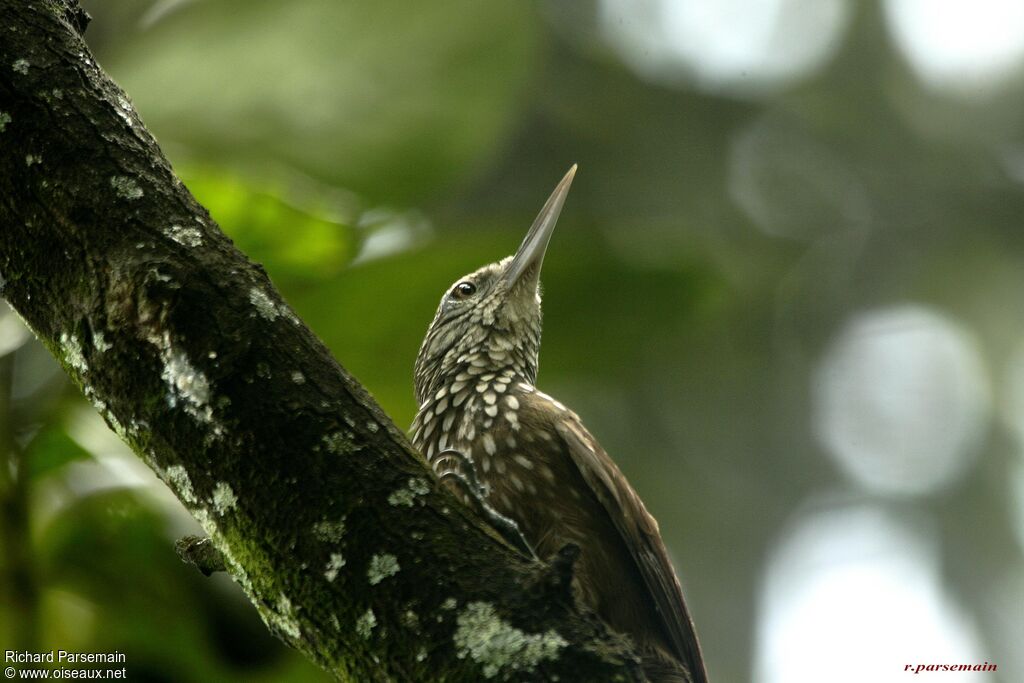 Straight-billed Woodcreeperadult