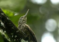 Straight-billed Woodcreeper