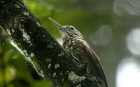 Straight-billed Woodcreeper