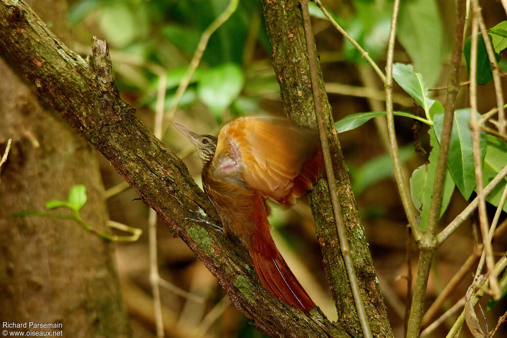 Straight-billed Woodcreeperadult