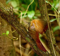 Straight-billed Woodcreeper