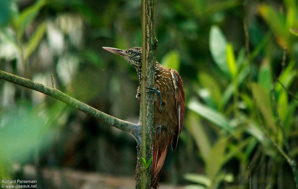 Straight-billed Woodcreeperadult