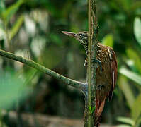 Straight-billed Woodcreeper