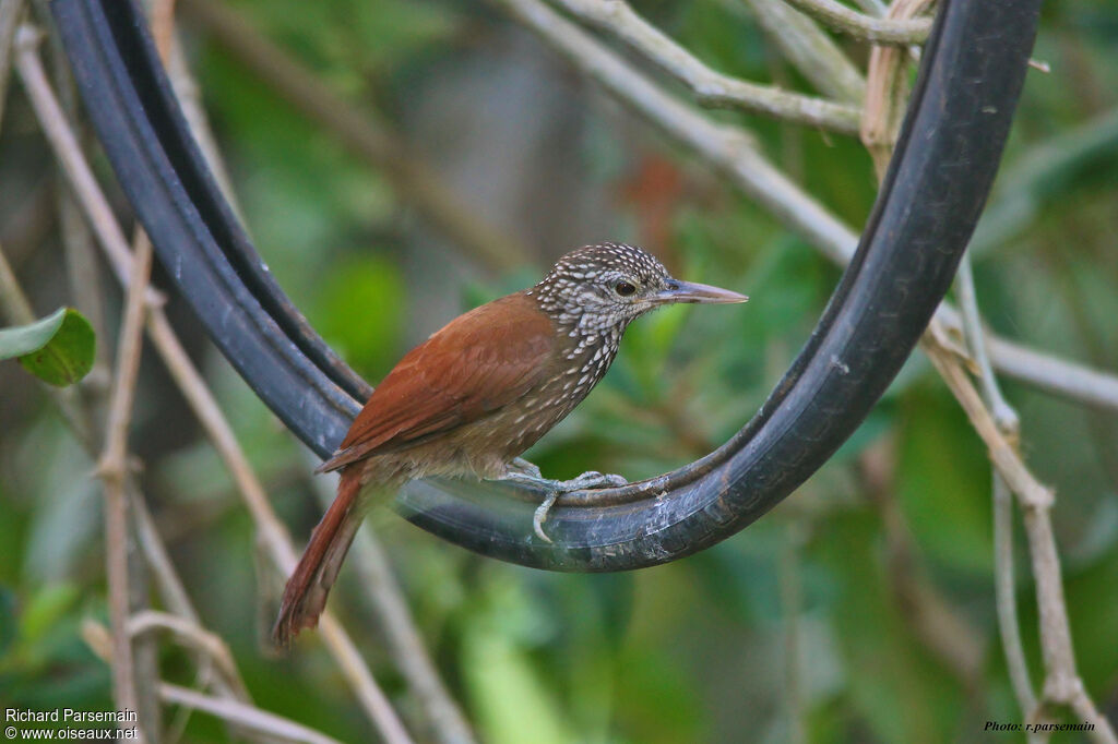 Straight-billed Woodcreeperadult