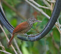 Straight-billed Woodcreeper